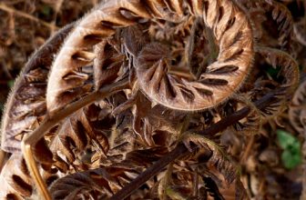 Droge schoonheid in de tuin