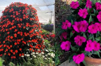 Zijn Impatiens giftig voor honden, katten of mensen?