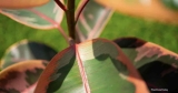 Hoe Ficus Elastica Ruby Plants te kweken en te verzorgen?