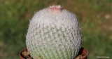 Epithelantha Micromeris Verzorging: Groeiende Knoopcactus