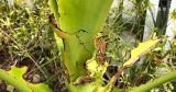 Sprinkhanen die uw Crinum-lelieplanten vernietigen?  Kom van ze af