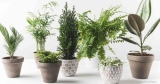 Een beknopte handleiding voor verschillende plantensoorten