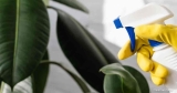 Hoe vaak moet ik mijn planten vernevelen?  Werken vernevelingsinstallaties?
