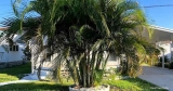 Tips voor het water geven van Areca-palmen
